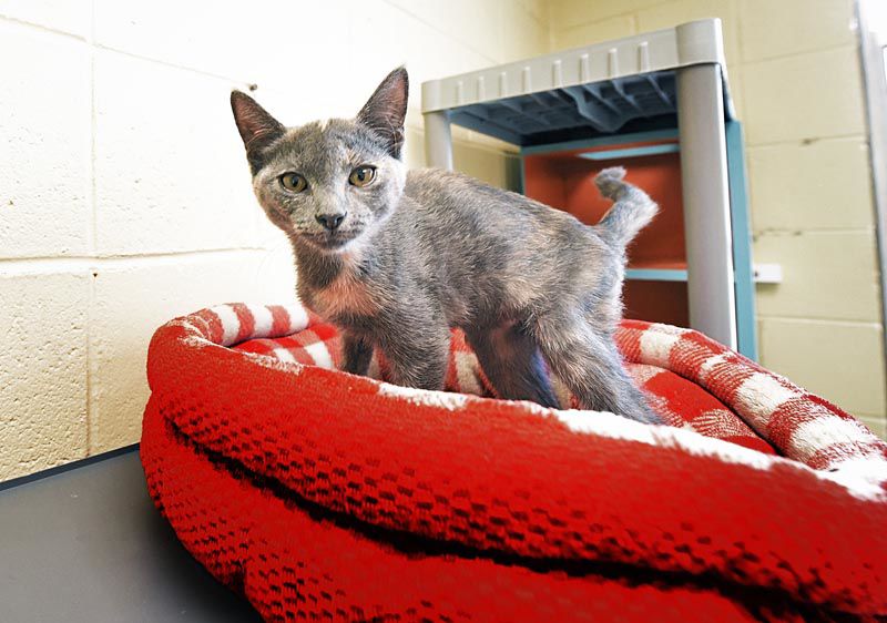 Wiregrass Humane Society accepts kittens after tragedy